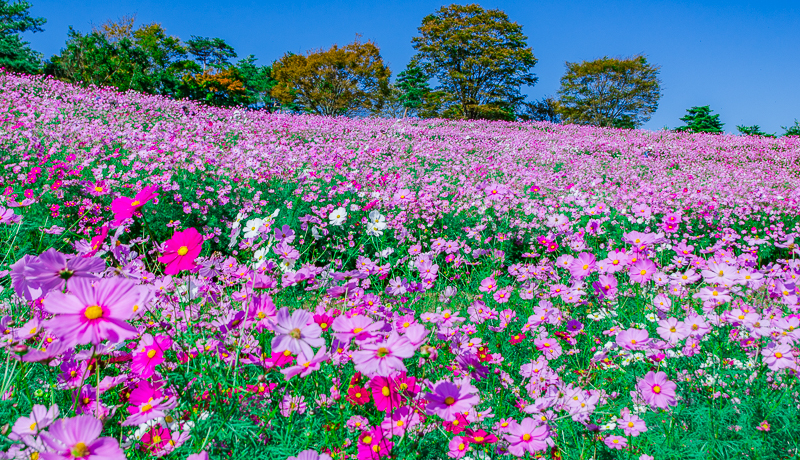 �u���a�L�O�����v�̃R�X���X���i�Ԃ̋u�j�͓����s���ő勉400���{�̑��i�I