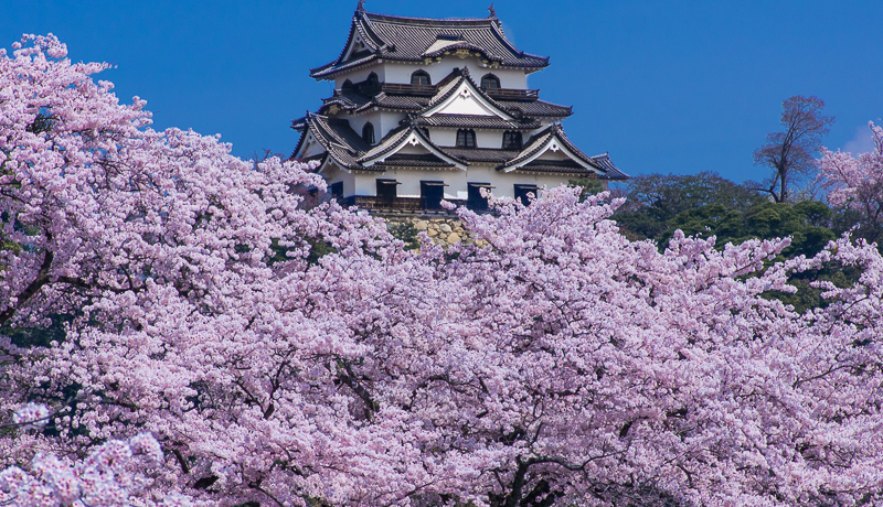 F̍IVtƉԂyޒ߃X|bgI