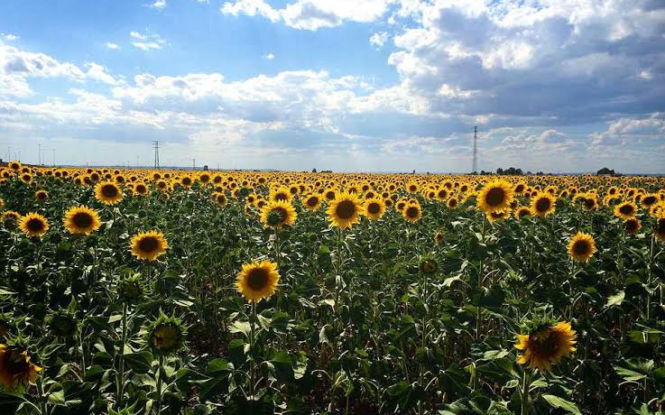 �ǂ��܂ł������Ђ܂�蔨�I���ẴA���_���V�A�E�����̗�