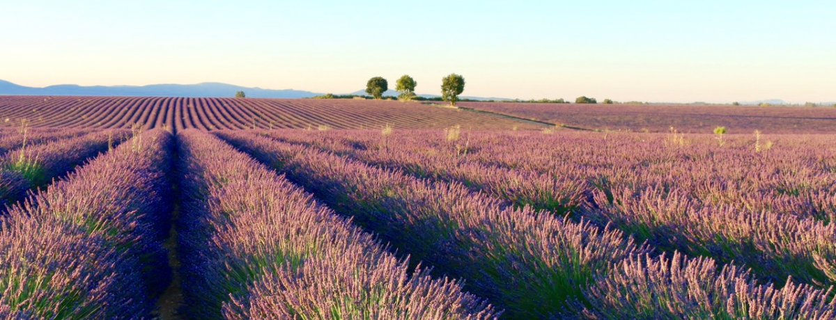 肠ӂ郉x_[ՁIPĂ̓앧E@\