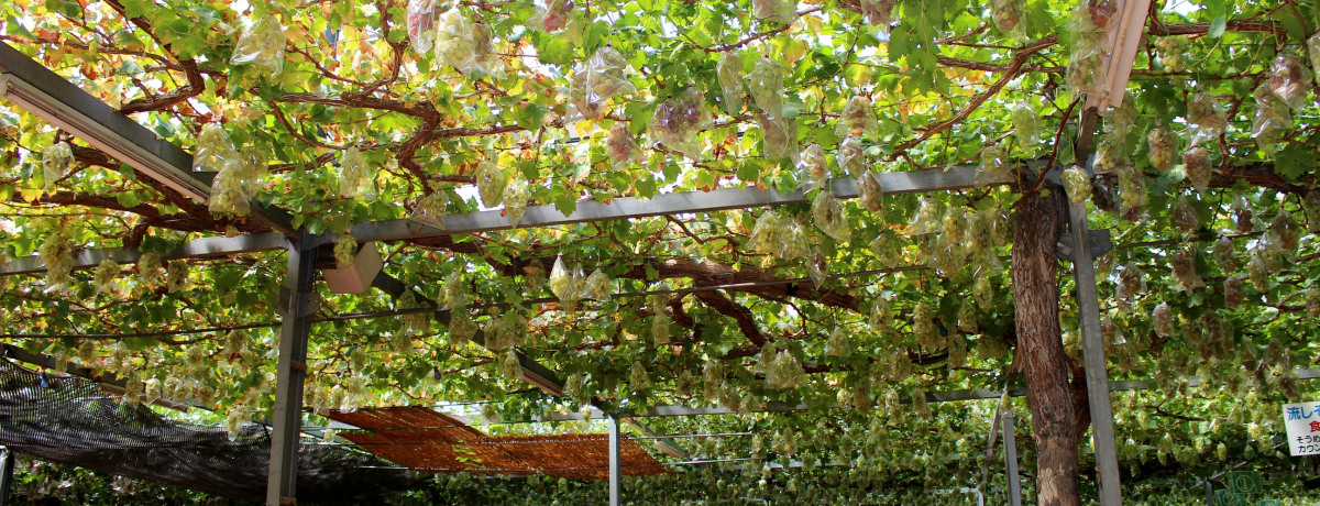 qAꗷsŖRRIu򃌃W[_vœcɗVтy