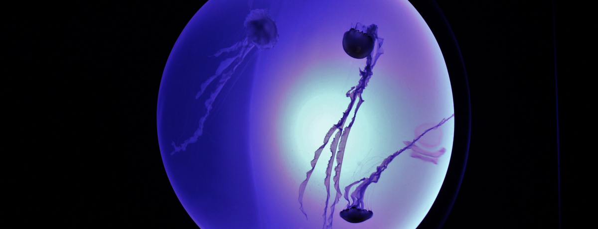 VNQGAaITVCفuC󊴁i炰jv