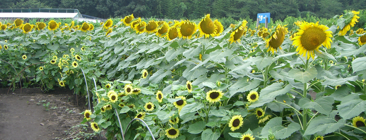 ���΁u�݂��ق̑��s��v�łP���{�́u�Ђ܂����H�v��u�U���K�j�ނ�v���y���މċx�݁I