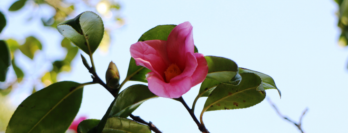 ȍKɋCÂIԂƌÖ؂ӂ銙qEp