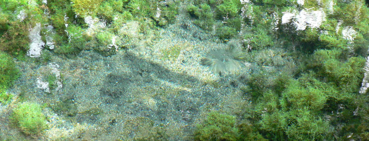 h̃p[X|bgu쐅v̐炩ȗNɊI