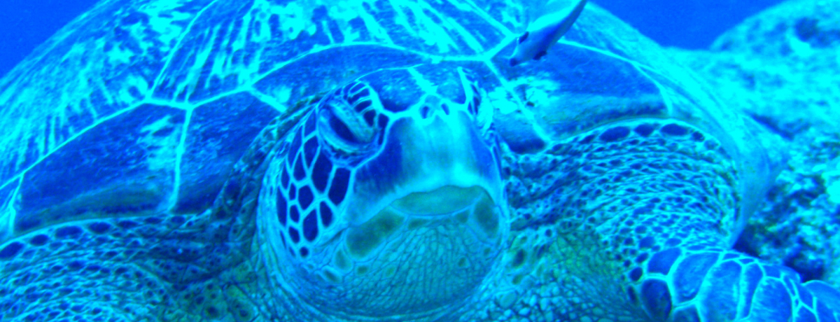 �������œ�[�̗^�_�� �I�X�X���_�C�r���O�|�C���g�T�I�I