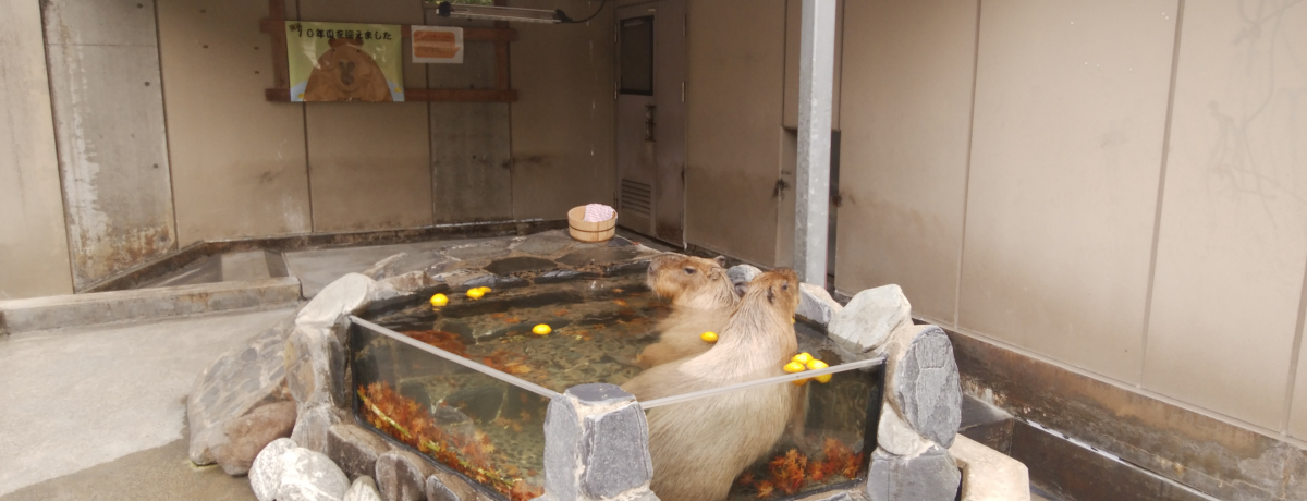 퓮͎O咿bɃJsoAzCg^CK[܂Ő낢