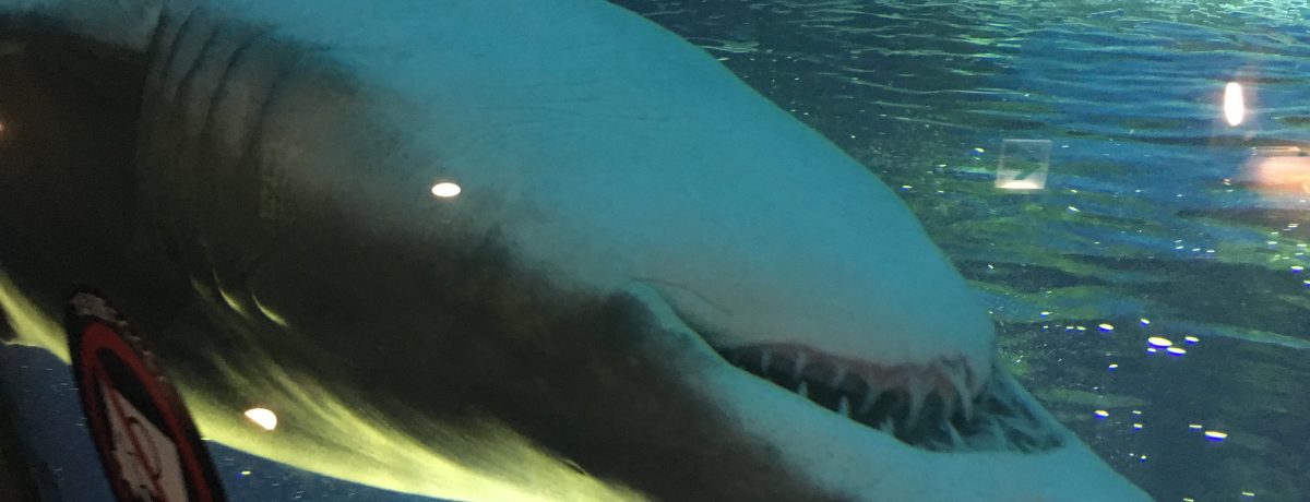 qǂƍsIuȂ퐅فv͏[̃V[ǐSi͔̎h