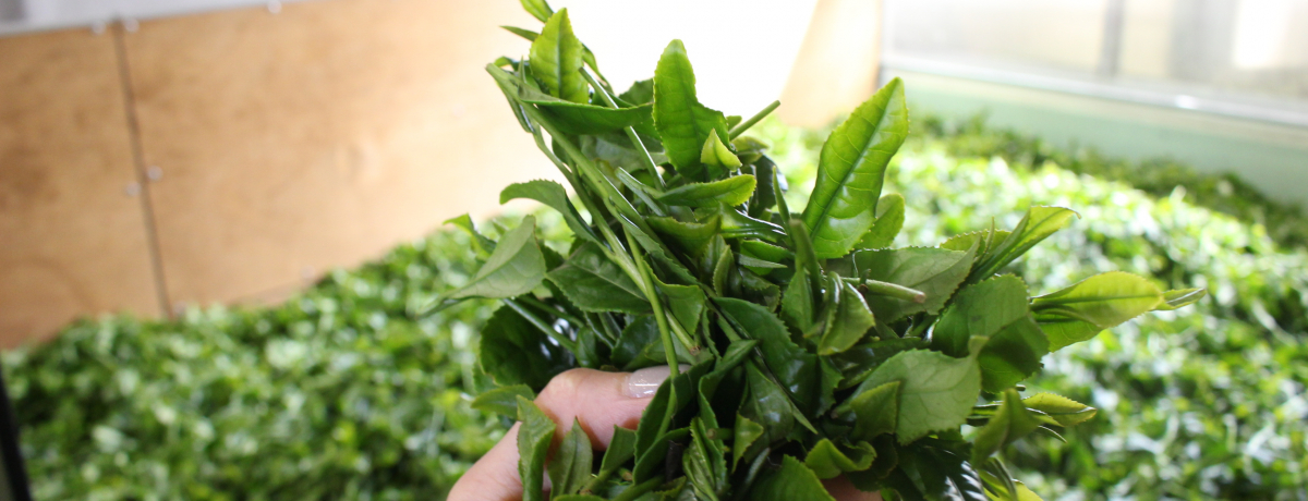 EÉ͎s̘VܒIugcvłc[Y̌