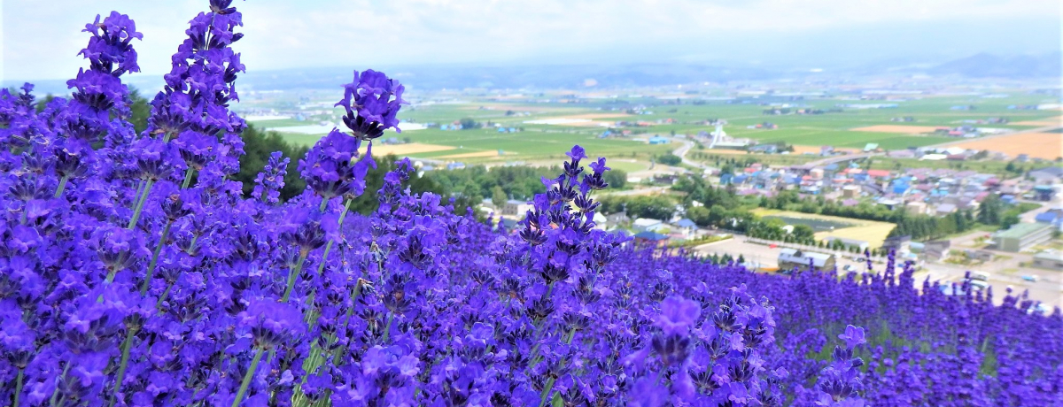 yY̓WKCPExǖu][gCEm[XJg[v