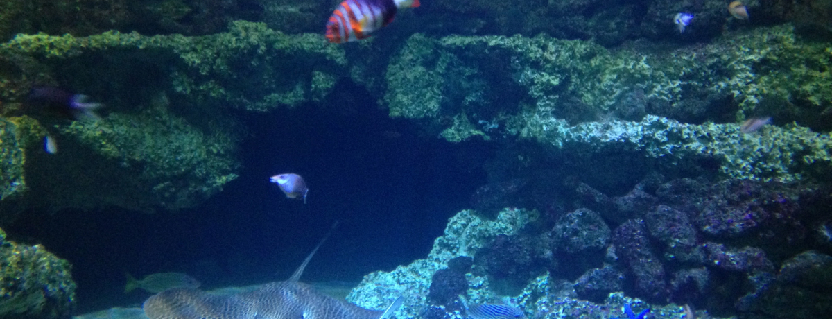 Vhj[ق̓IZAjA̐̕ɁIӌ