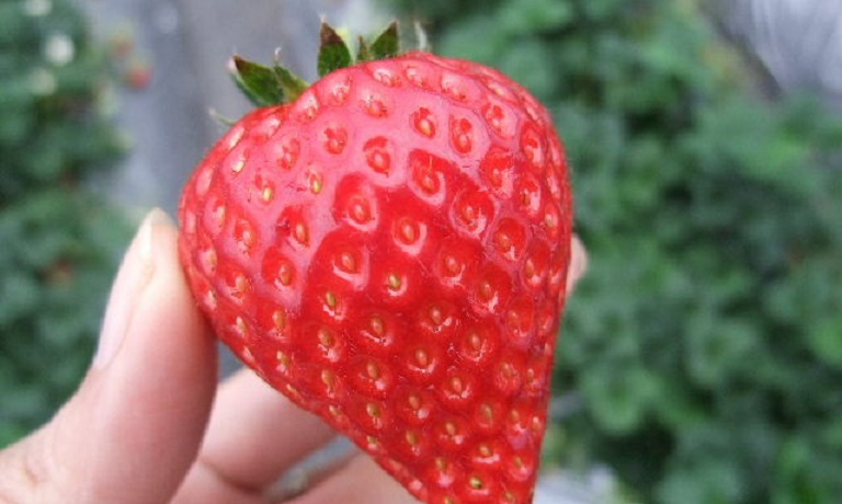 䕎Ɩ{iΊsǓItIWîuӂ̂v𖡂킨