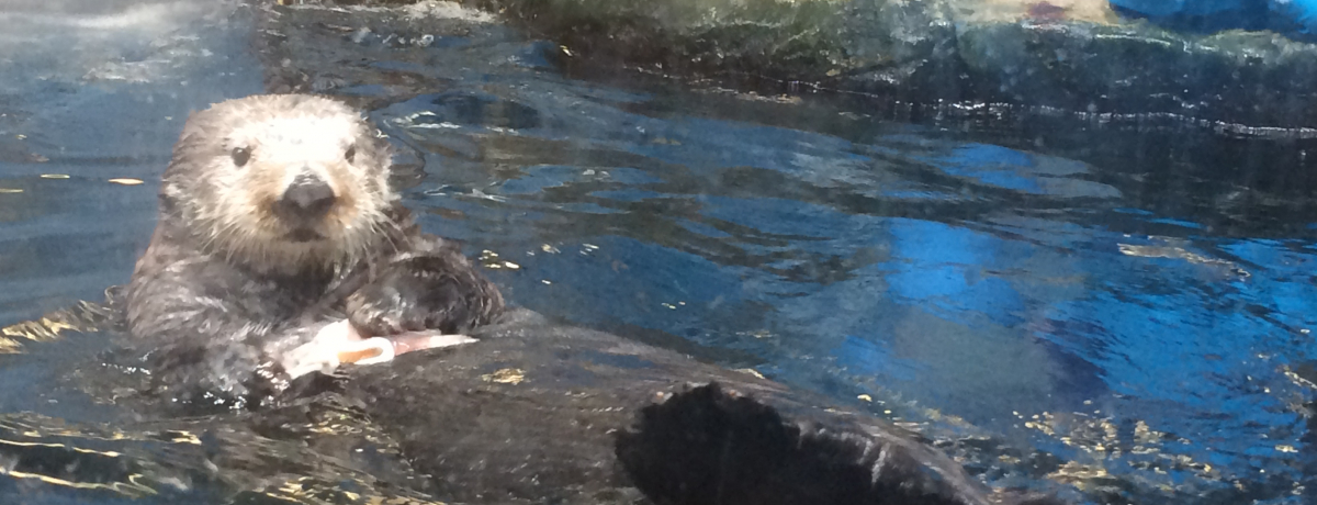 ���b�R��X�i�����ɉ�鐅���فI�����u�}�������[���h�C�̒����v