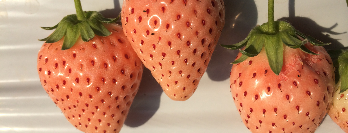 NÁu|v֒WƂ̔E݂ɏo悤I󏭂ȃsNHו