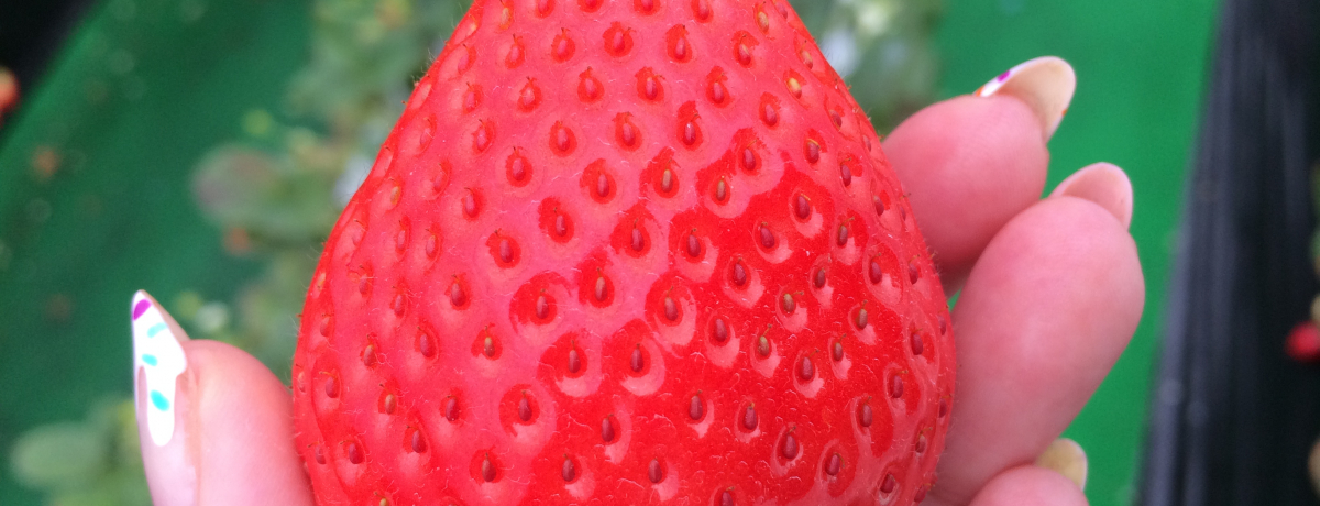 �Ȗ؁E�F��ŐV�i��嗱�������X�J�C�x���[��䕃X�C�[�c�����闷�I