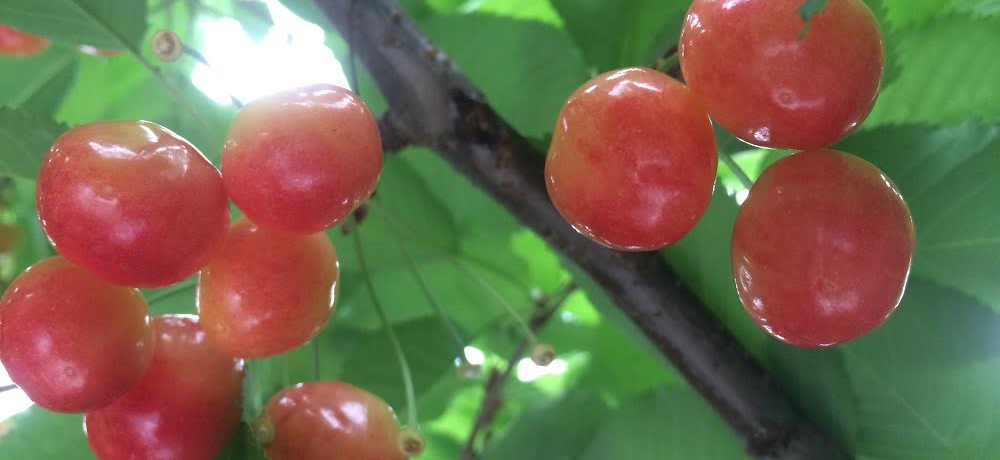 �͂ƃo�X�ő̌��I�Q�n�̂������ڎ�聕�Ƃ낯���΍��𖞋i���闷