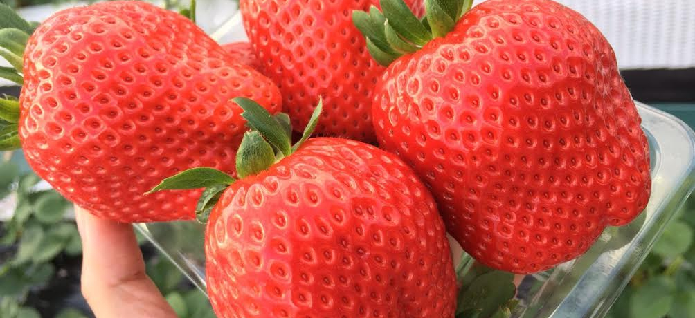 �嗱�X�J�C�x���[�Ɋ��܁I���َq�̏�E�ߐ{�n�[�g�����h�ŋ��傢������聕䕂̃p���P�[�L�I