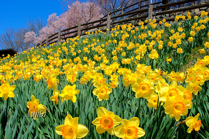 ���Ɛ���̐�i�I��c�s�E�M�B���ۉ��y�������u��������Ղ�v