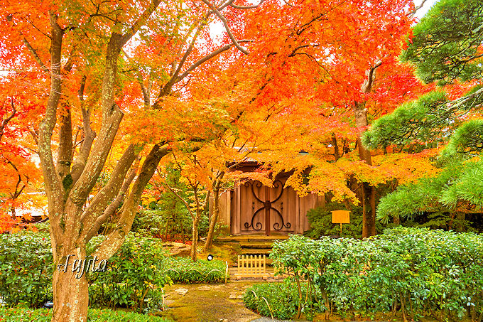 MOApقŔMC̍gtIgtEpق̖{