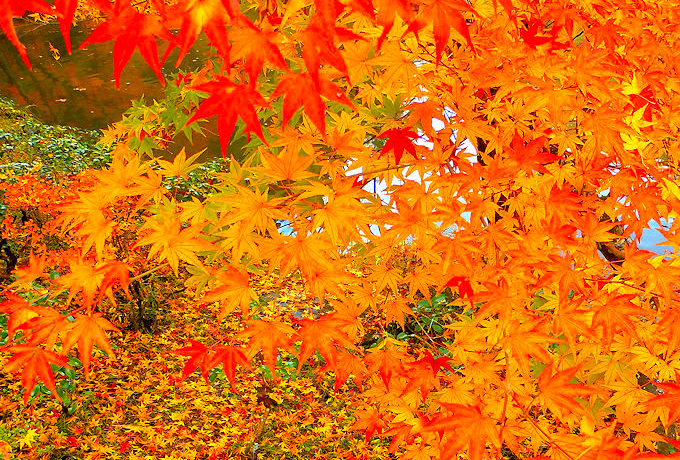 ���c�R�����̍g�t�͔ӏH�������I��t���\����g�t��薼��