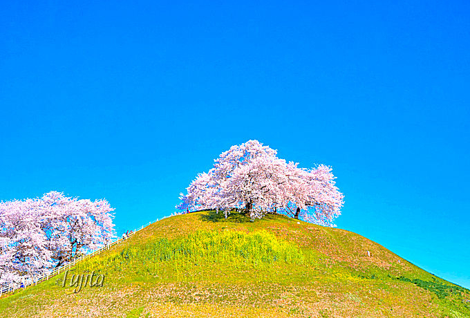 �܂�ō��̔��p��i�I��ʌ��s�c�s�E�������܌Õ������̃A�[�g�ȉԌ�