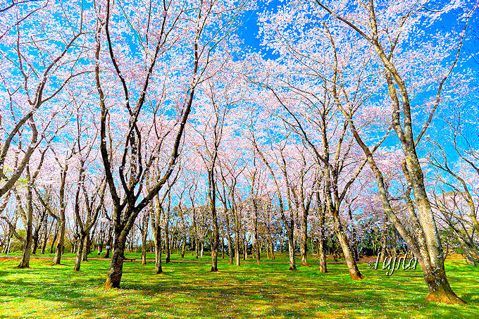 ���q�隬�����͍��̌���I��t�̉Ԍ������Ŗ�����C�g�A�b�v��