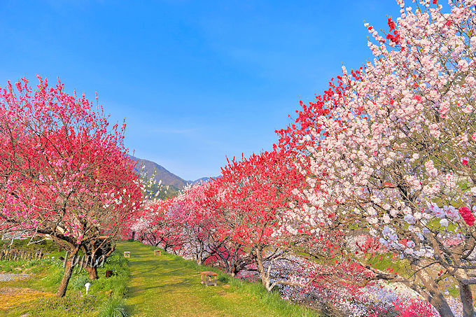 GW�͓��{��̉ԓ��Ɛ���ցI��M�B�E���쉷��u��F�̏� ����v�͉ԓ��̗�