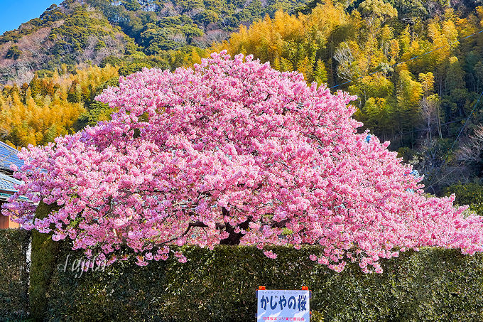 {̉͒Í͑唗́IɓE͒Ò̂߈{ꋓЉ