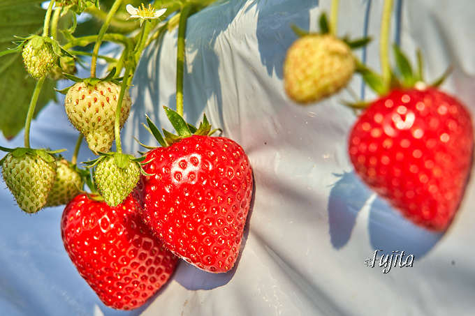 䕂����H���H�ו���I���\�������̐X�u�z�e���g���j�e�B���ցv���������ƃ����`�r���b�t�F