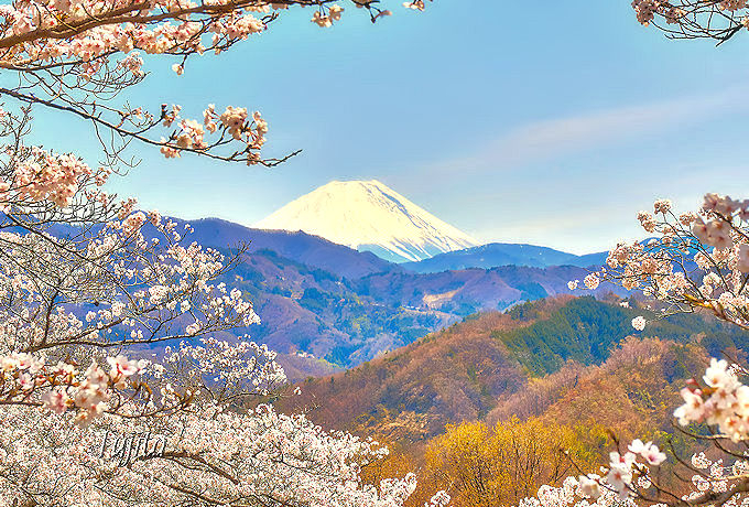 ���ƕx�m�R�̃R���{����i�I�R���u��@�t�����v�͔����x����]�̉Ԍ�����