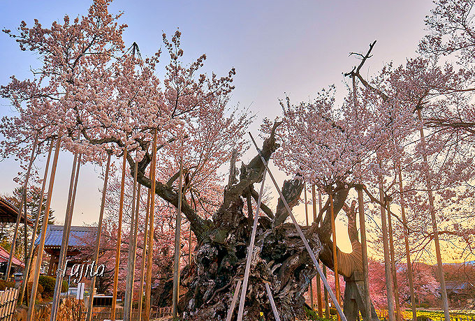 R_͓{ŌÁIRE2000N̈{Ԍ