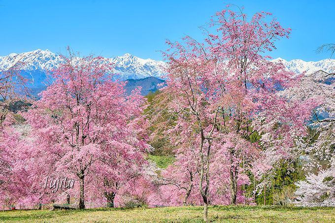 kAvXƍR̐iIuԏ̍vƁu̍v`쌧쑺`