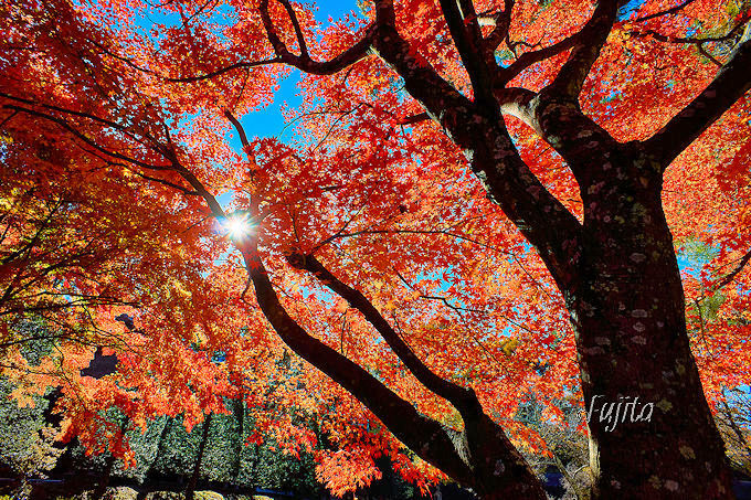 ����̐�i�I�x�m�g�c�u���݂��Ղ�v�͕x�m�܌ΎO��g�t�Ղ�