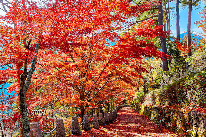 ޗǁEgR̍gtiI{ERW]ōgt