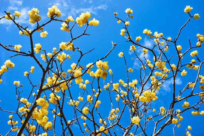 �ɓ��̘X�~�i���E�o�C�j�����I�ɓ��E����ΔȂ͔N���N�n������