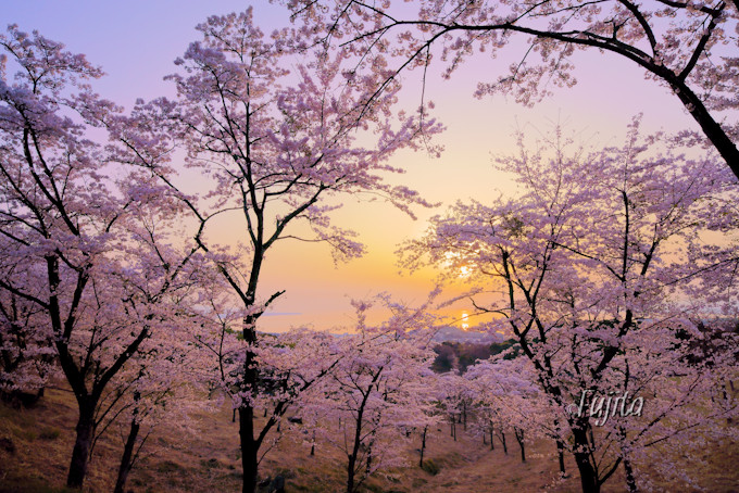 ʕ{̍TIIʕ{[vEFCu΂łԌ