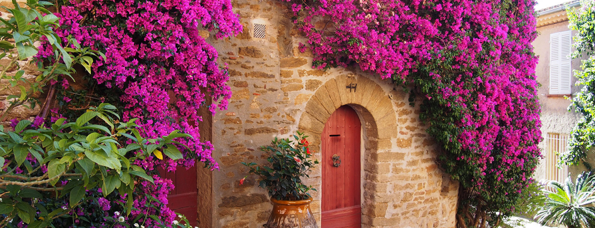 ̃u[QrAIԂɈꂽtX {~U̔E