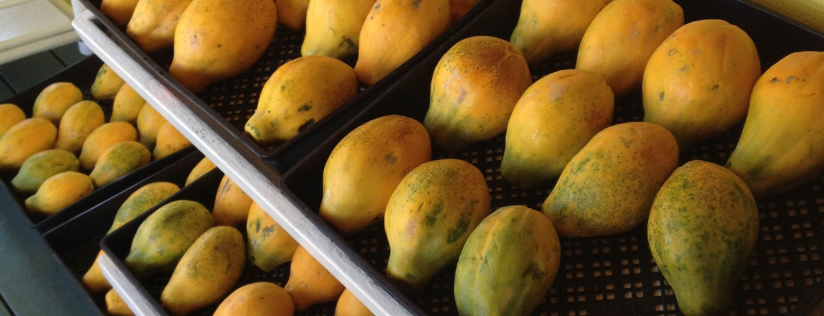 �n���C���h���C�u�ɃI�X�X���x�e�X�|�b�g�I�u���b�c�E�V�F�C�L���v