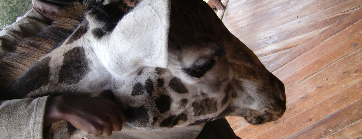 LƃLXł?!PjAEiCrŃLƋYI