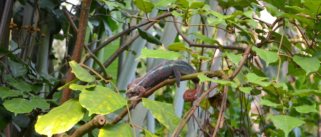 E̓ԌnČIfBAڂ́u`[bqv