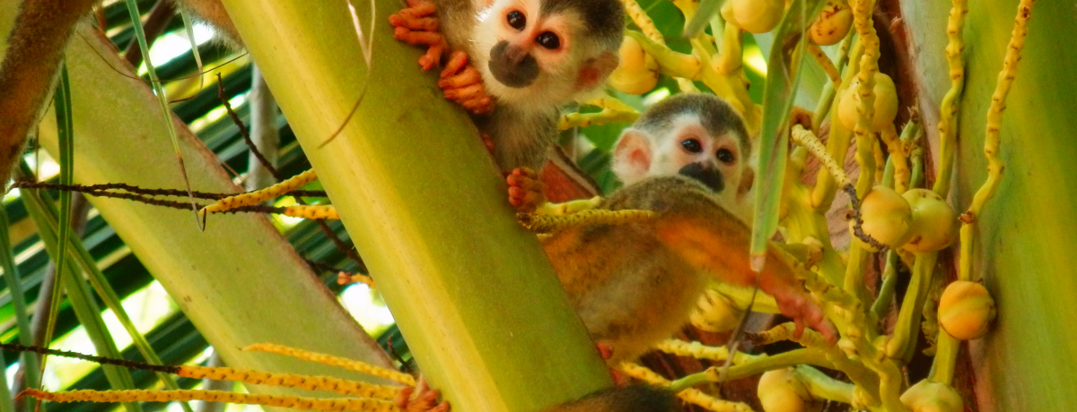 �C�������ł���I�R�X�^���J�u�}�k�G���E�A���g�j�I���������v