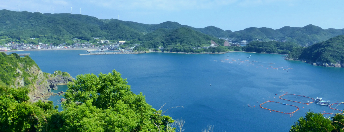 F߃hCuR[XIu삳܊Civ䂭