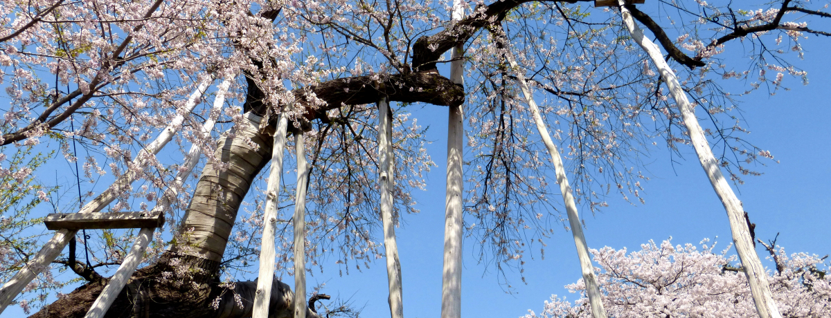 �R�`�u�u���������L�v�̏t�I����1200�N�g�ɍ���̋v�ۍ��h�͕K��