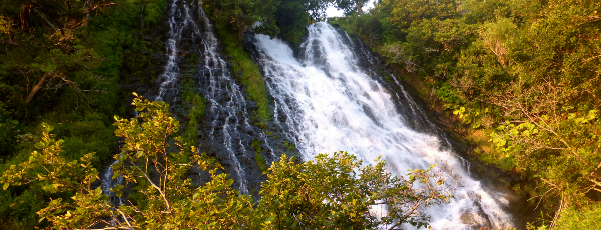 �m���u�I�V���R�V���̑�v�͗[���̖���!?���F�ɋP���I�z�[�c�N�̊C�I