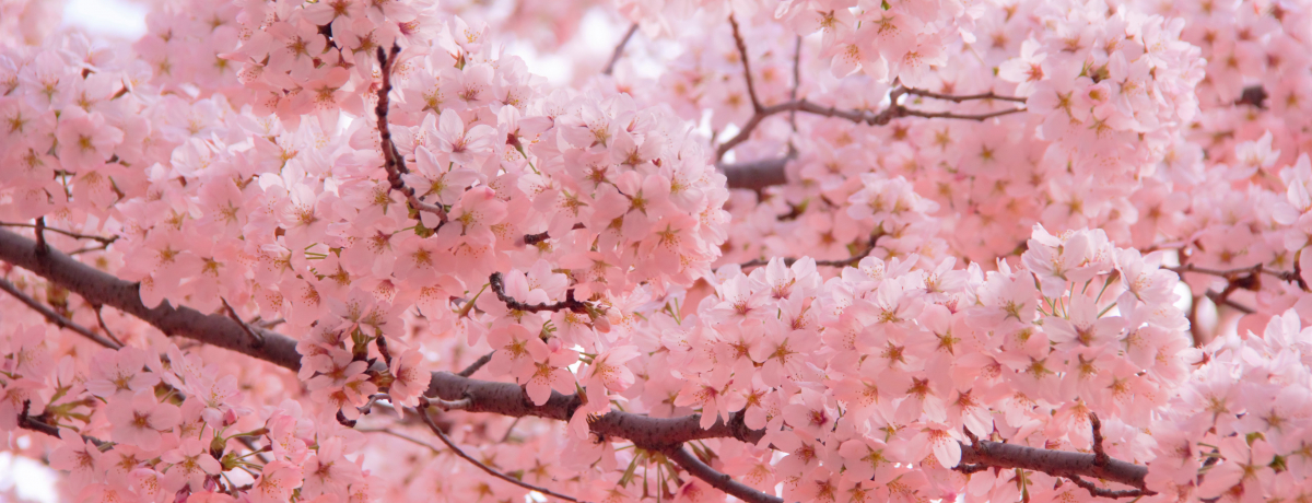 ���s���̊J�ԗ\�z�A������́H���s�ό��������ߍ�����������15�I