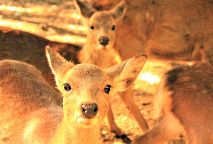 �����g�t������I�ޗǊό��́u�ޗǌ����v�Ǝ������ł��y����