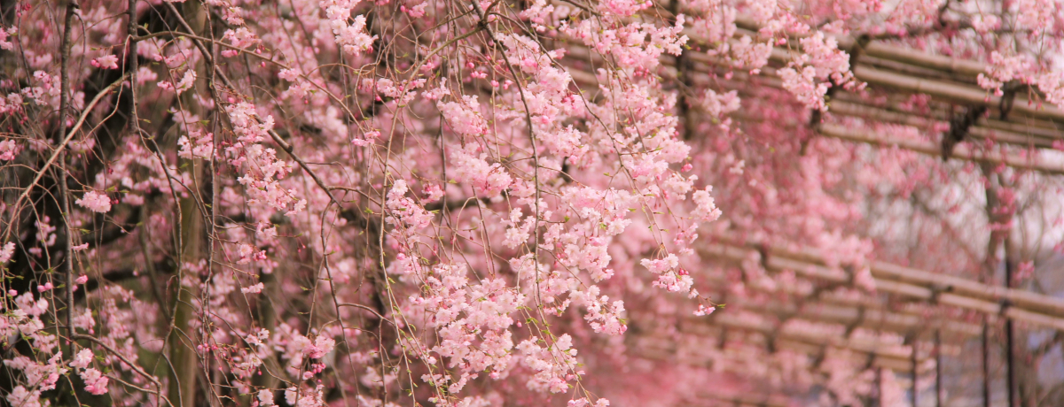 ���S�҂����S�I���s�������߁I�l�C�ό��n�C�L���O�R�[�X�T�I