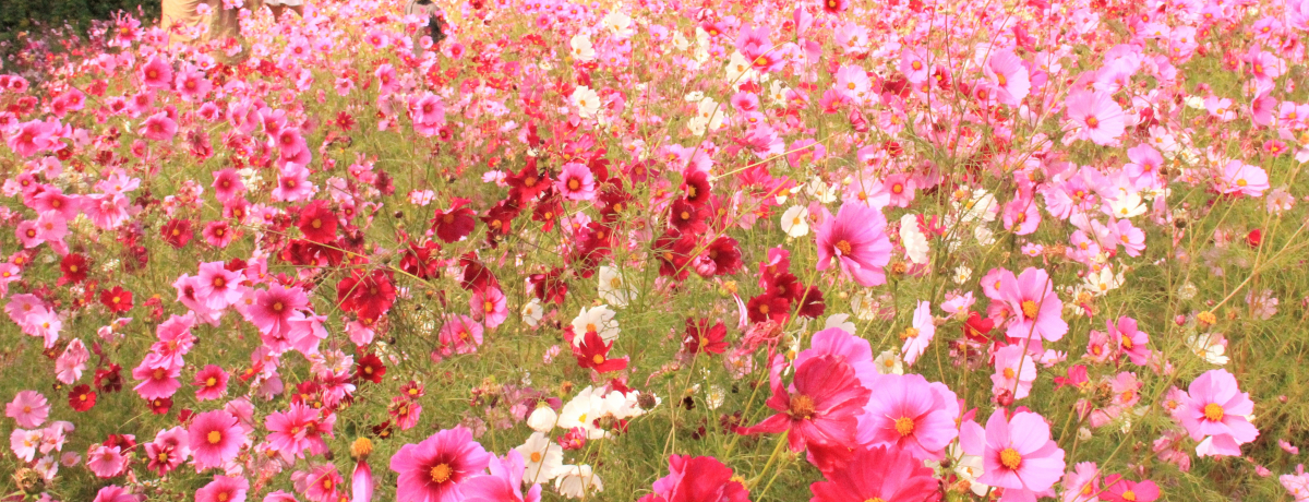 q70~IRXXtFX^2018̊Jԏ󋵁