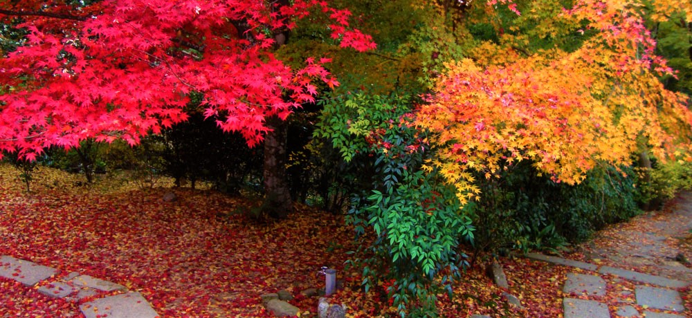 ���ЂƂ苞�s���s�I�O��@�A���R���A��o�����������ߊό��X�|�b�g