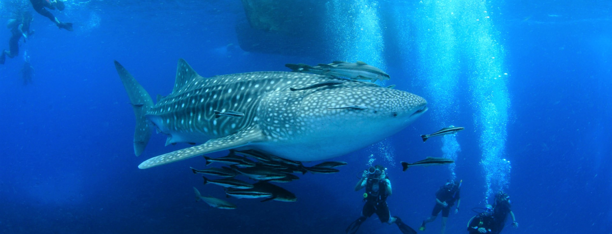 JGxXgV[YITCōs^CIόcA[ze